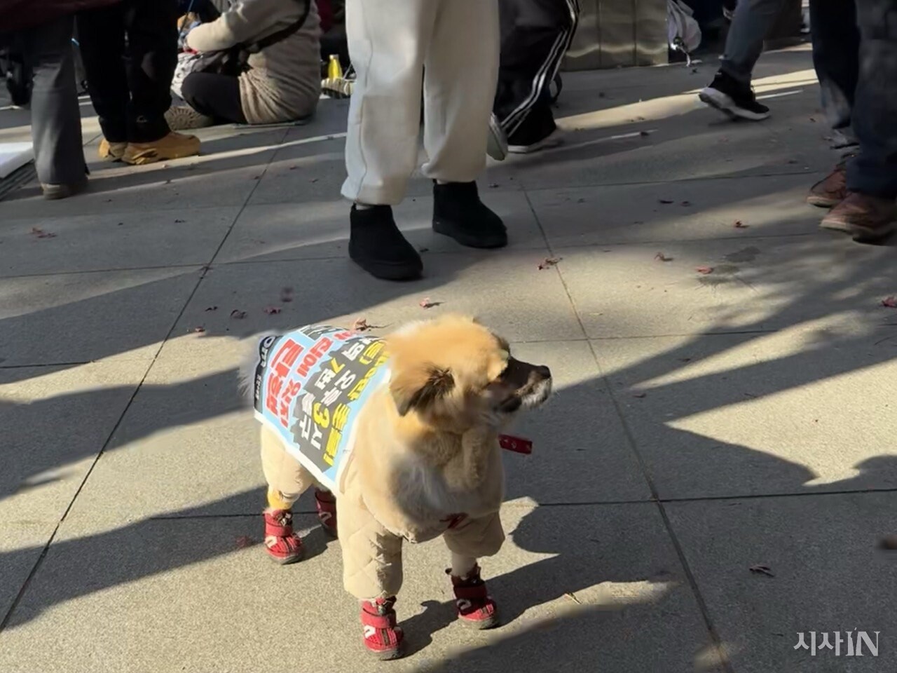 2024년 12월14일 서울 여의도에서 열린 탄핵 촉구 집회에서 개 한 마리가 인파 사이를 서성이고 있다.  ⓒ시사IN 장일호