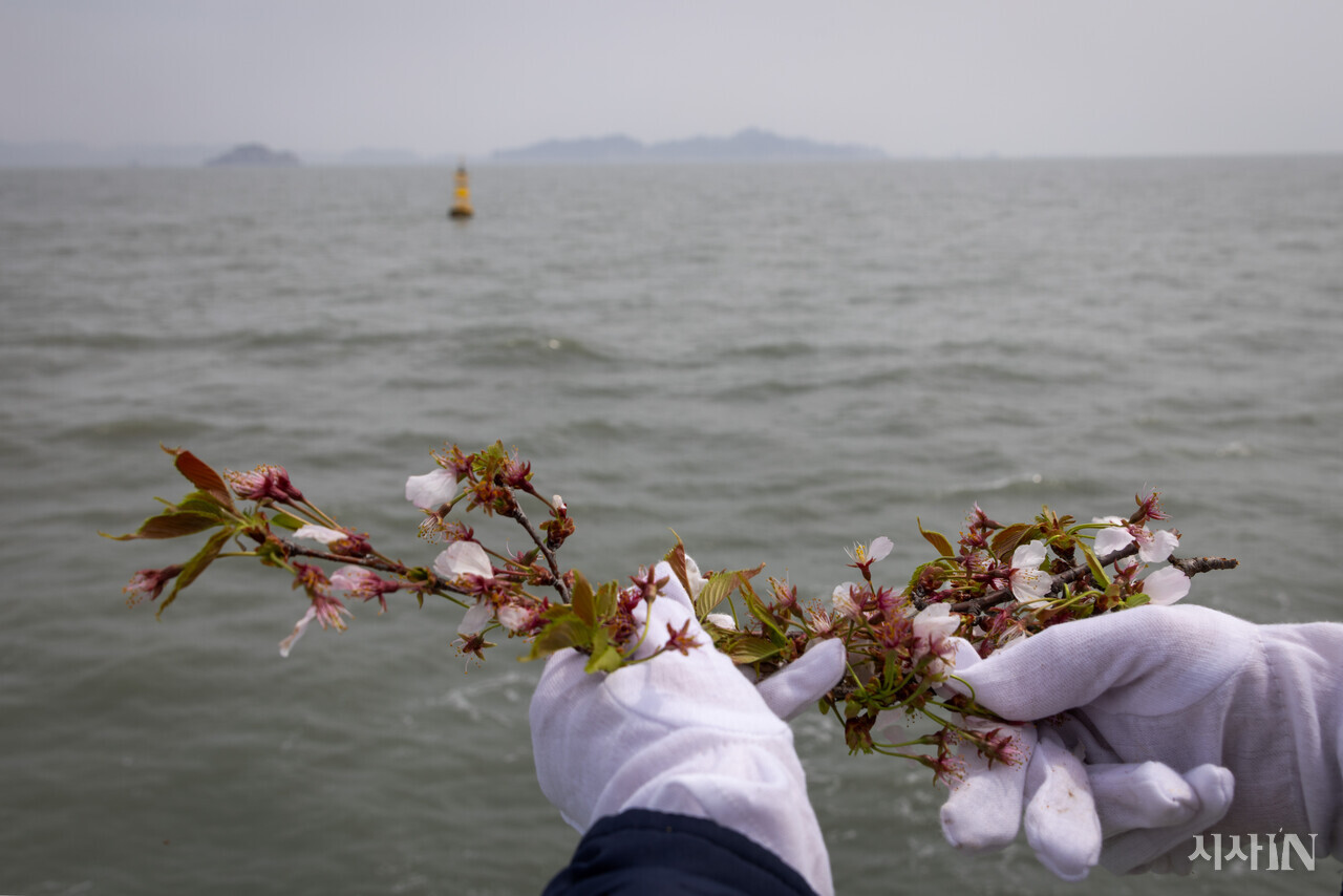 4월16일, 세월호 참사 유가족이 노란 부표가 떠 있는 참사 해역에서 단원고등학교 앞에 핀 벚꽃 가지를 가져와 꽃잎을 날리고 있다. ⓒ시사IN 신선영