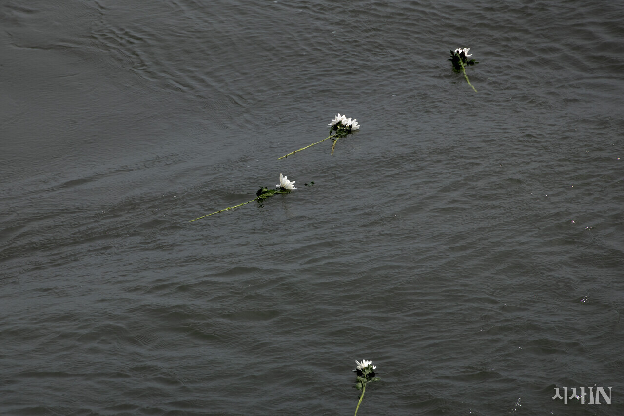 바다 위에 유가족들이 헌화한 국화가 떠다니고 있다. ⓒ시사IN 신선영