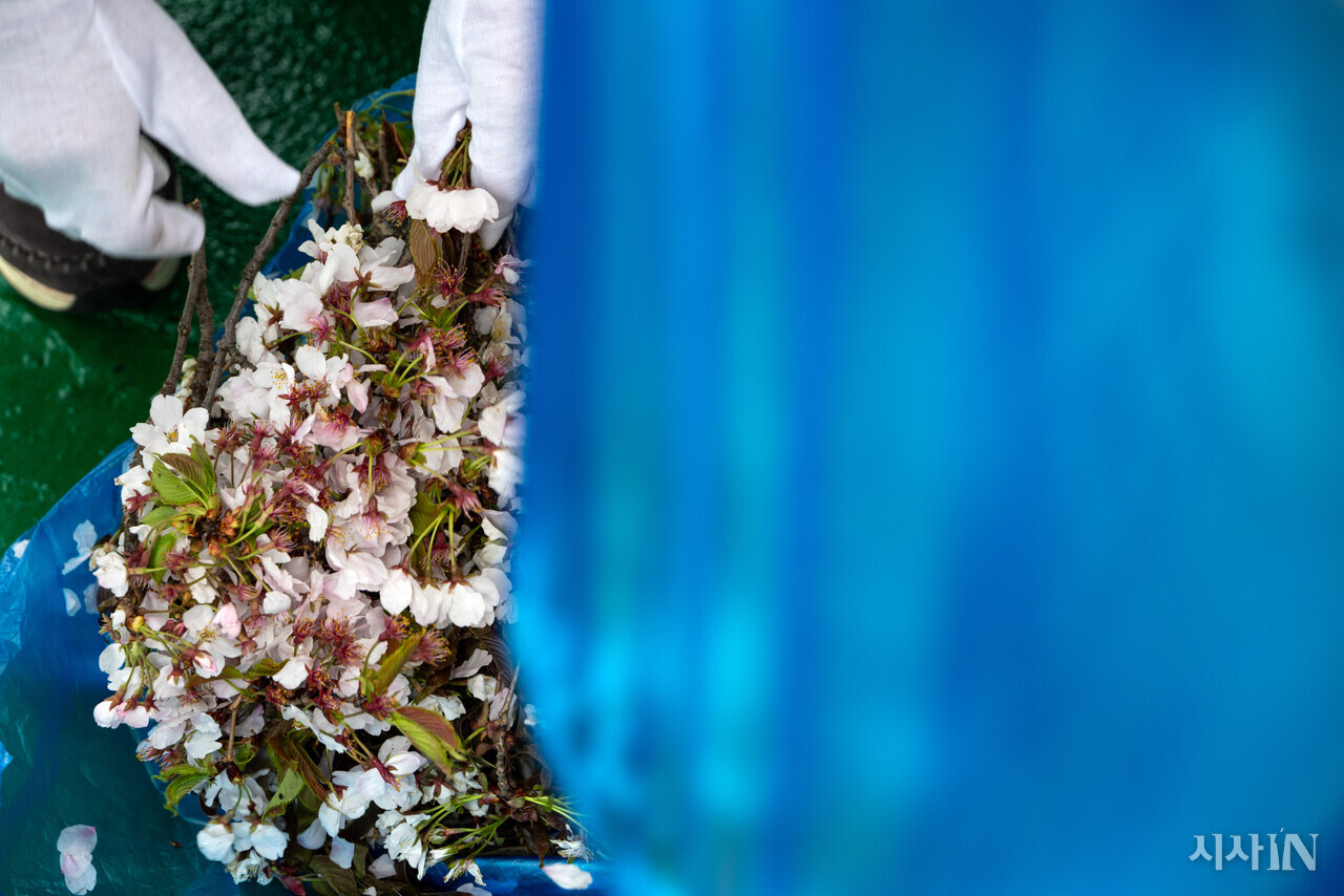 유가족들이 단원고등학교 앞에서 가져온 벚나무 가지. ⓒ시사IN 신선영