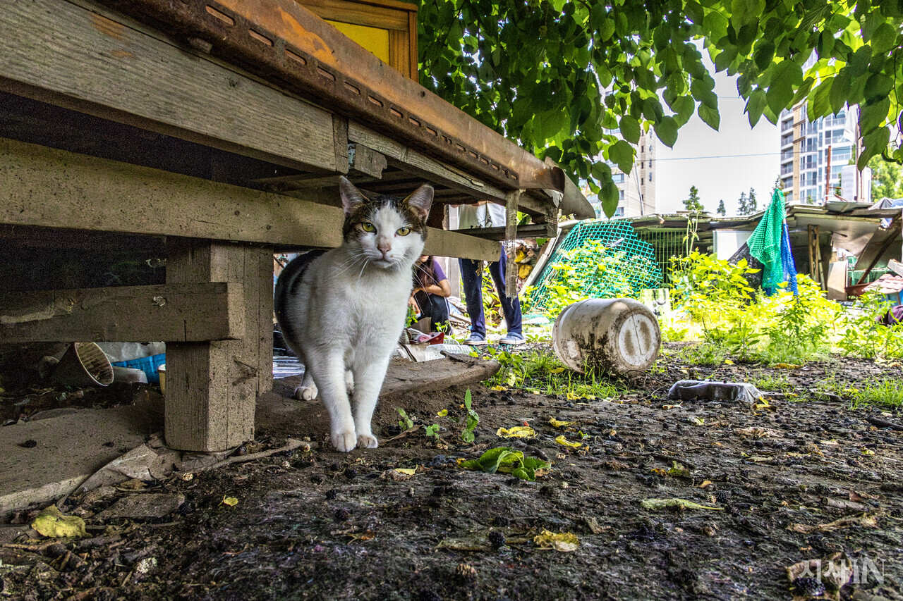 6월17일 서울 서초구 방배동 성뒤마을 재개발지역에 남겨진 길고양이가 카메라를 응시하고 있다. ⓒ시사IN 박미소