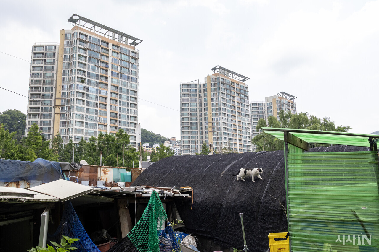 성뒤마을에 남은 한 고양이가 버려진 비닐하우스 위를 걷고 있다. ⓒ시사IN 박미소