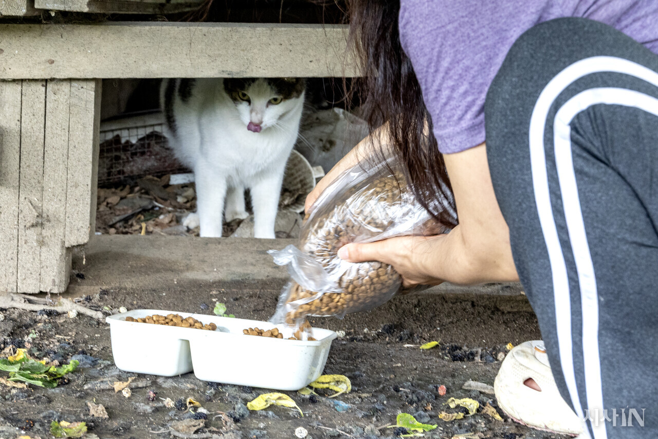 길고양이가 남혜영씨가 주는 사료를 쳐다보고 있다. ⓒ시사IN 박미소