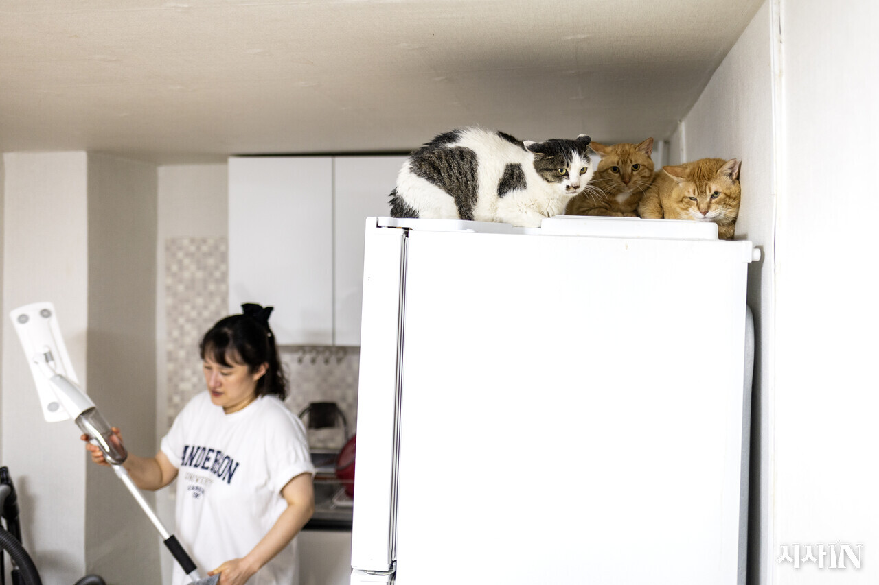 이성희씨가 경기 오산시 길고양이 쉼터에서 청소를 하고 있다. ⓒ시사IN 박미소
