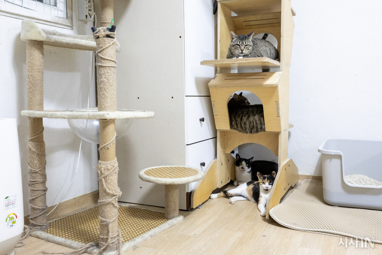 길고양이 쉼터에서 쉬고 있는 고양이들. 캣타워는 봉사자들과 후원자들이 선물한 것이다. ⓒ시사IN 박미소