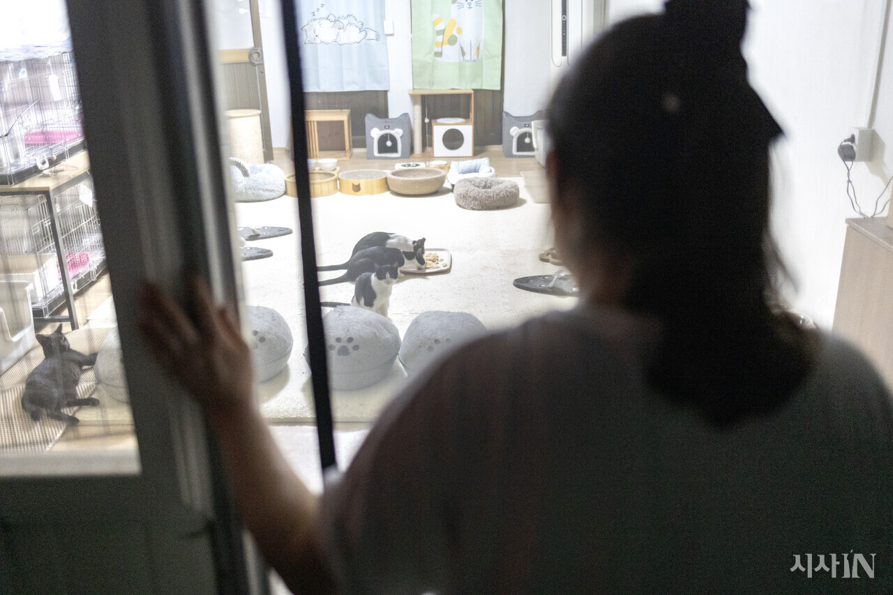 이성희씨가 일과를 마친 뒤 문을 닫으며 고양이들을 바라보고 있다. ⓒ시사IN 박미소