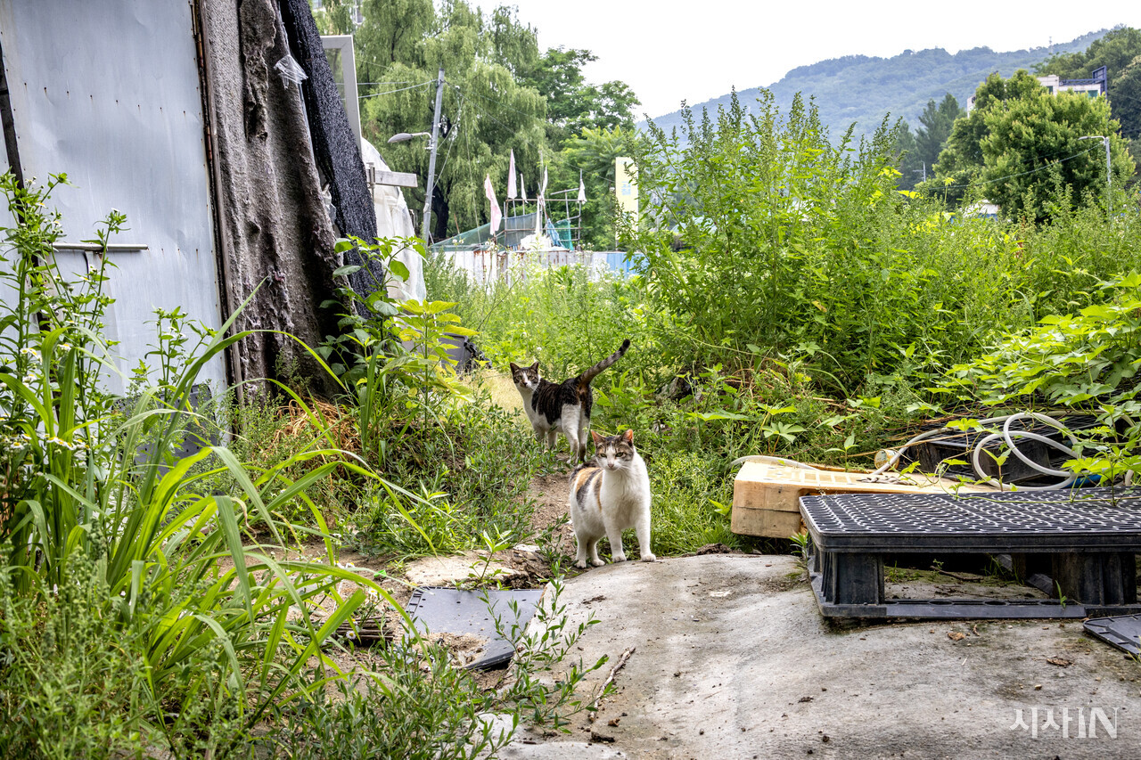 성뒤마을에 남겨진 고양이들. ⓒ시사IN 박미소