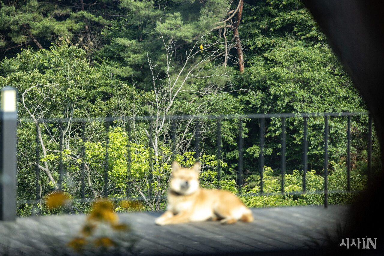 강아지 오일이 뒤로 노란색 꾀꼬리가 나뭇가지에 앉아 있다. ⓒ시사IN 박미소