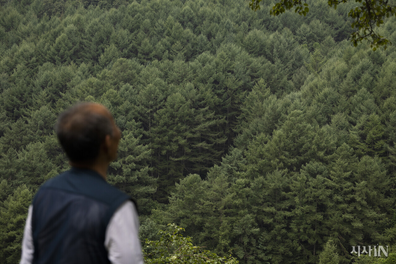 7대째 이 마을에서 살아온 김용식씨(82)가 강원도 홍천군 화촌면 풍천리 자신의 집에서 산 너머의 잣나무 숲을 바라보고 있다. ⓒ시사IN 이명익