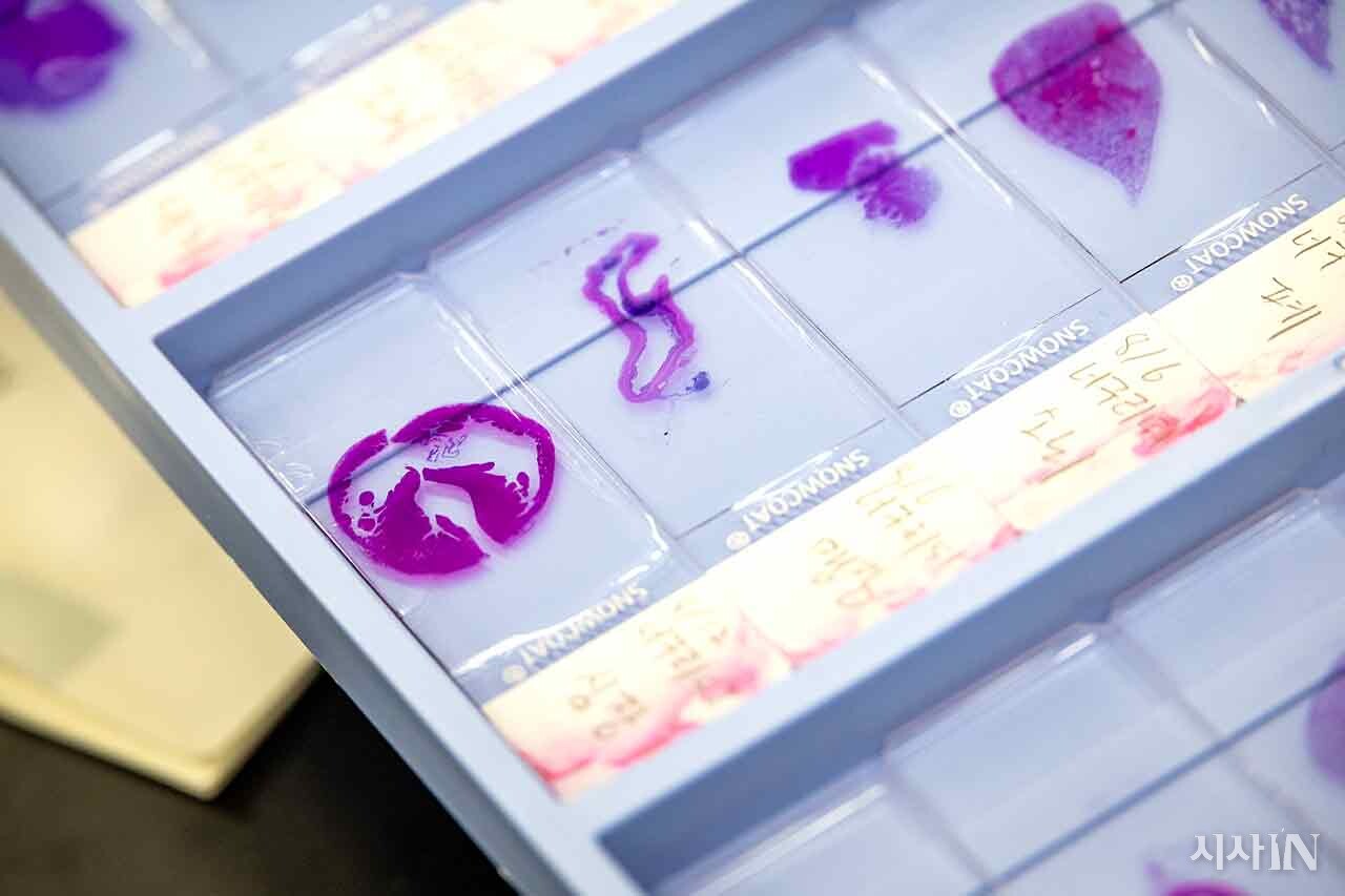 서울시 보건환경연구원 동물위생시험소에 부검을 진행한 야생 너구리의 조직 슬라이드가 책상에 올려져 있다. ⓒ시사IN 박미소