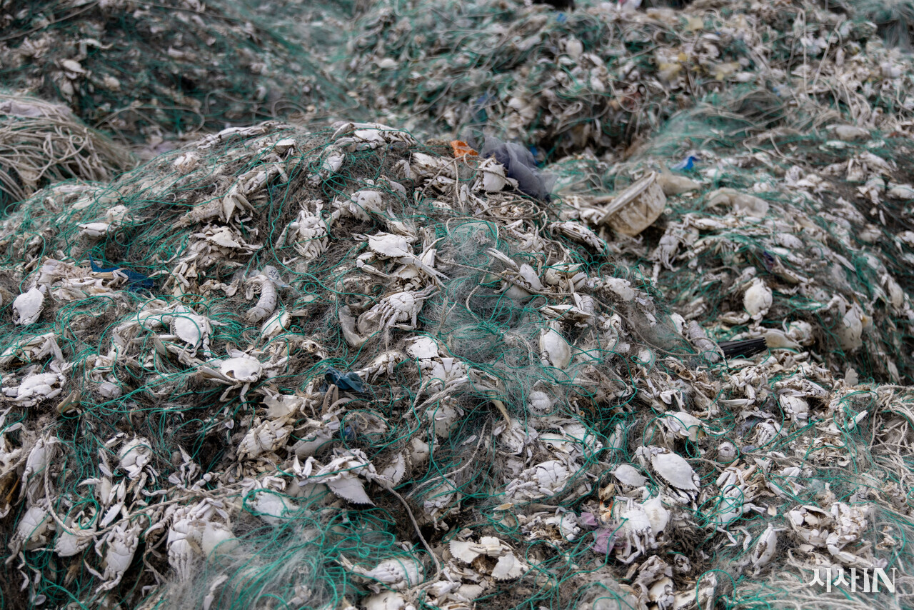 연평도 폐그물 적환장에 버려진 꽃게잡이용 그물에 상품성이 떨어지거나 어린 꽃게들이 함께 엉켜 있다. 머리카락보다 가는 닻자망용 1회용 그물은 성어와 치어를 구분하지 않고 마구잡이로 잡아들인다. ⓒ시사IN 조남진