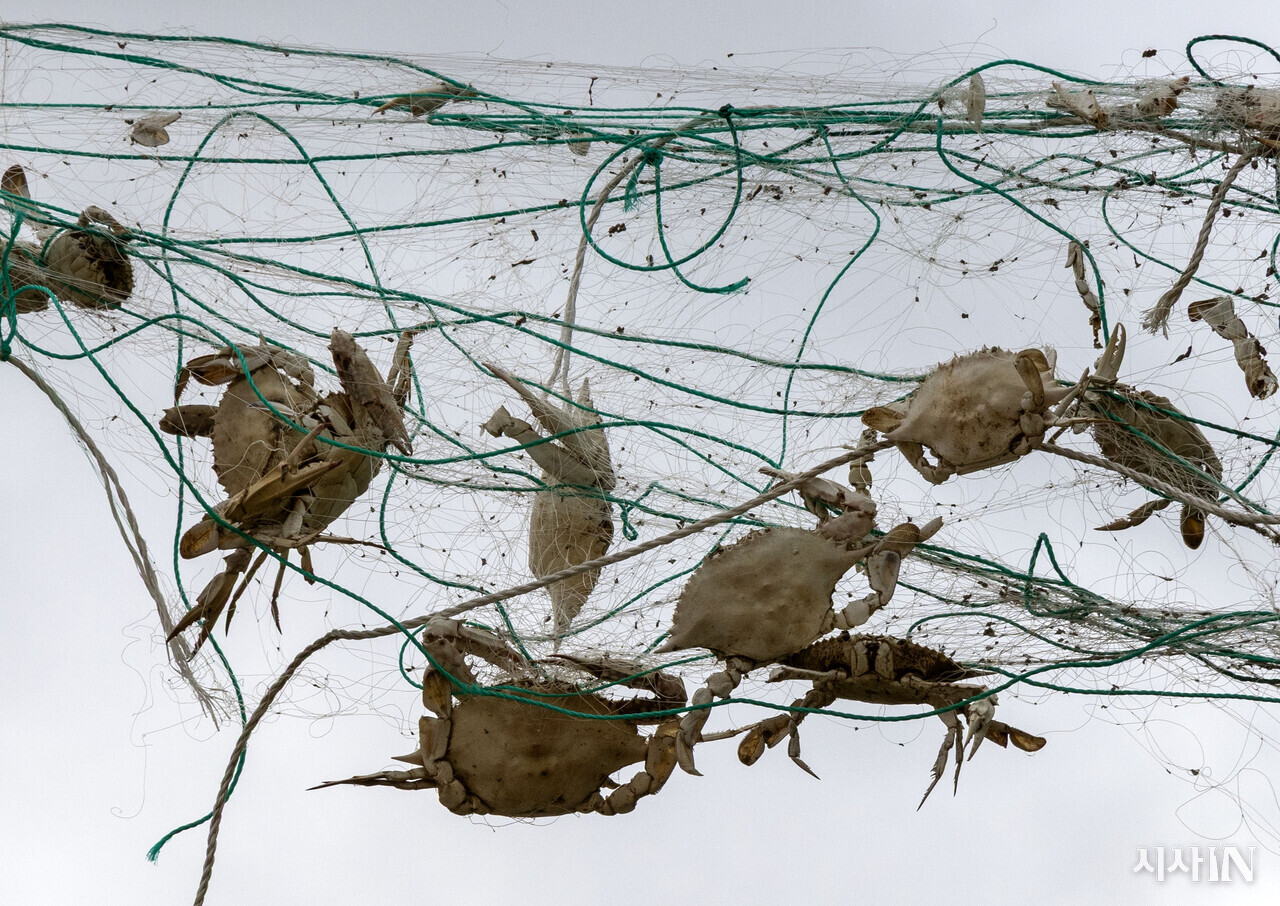 연평도 구리동 폐그물 적환장에 걸린 닻자망용 1회용 그물에 꽃게들이 걸려 있다. ⓒ시사IN 조남진