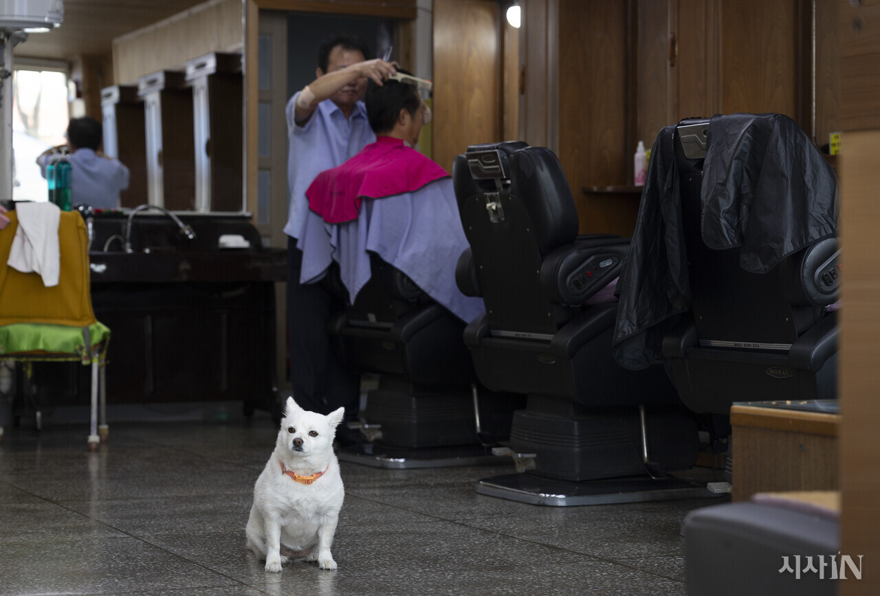 북평오일장의 이발소의 입구를 지키는 반려견. ⓒ시사IN 이명익