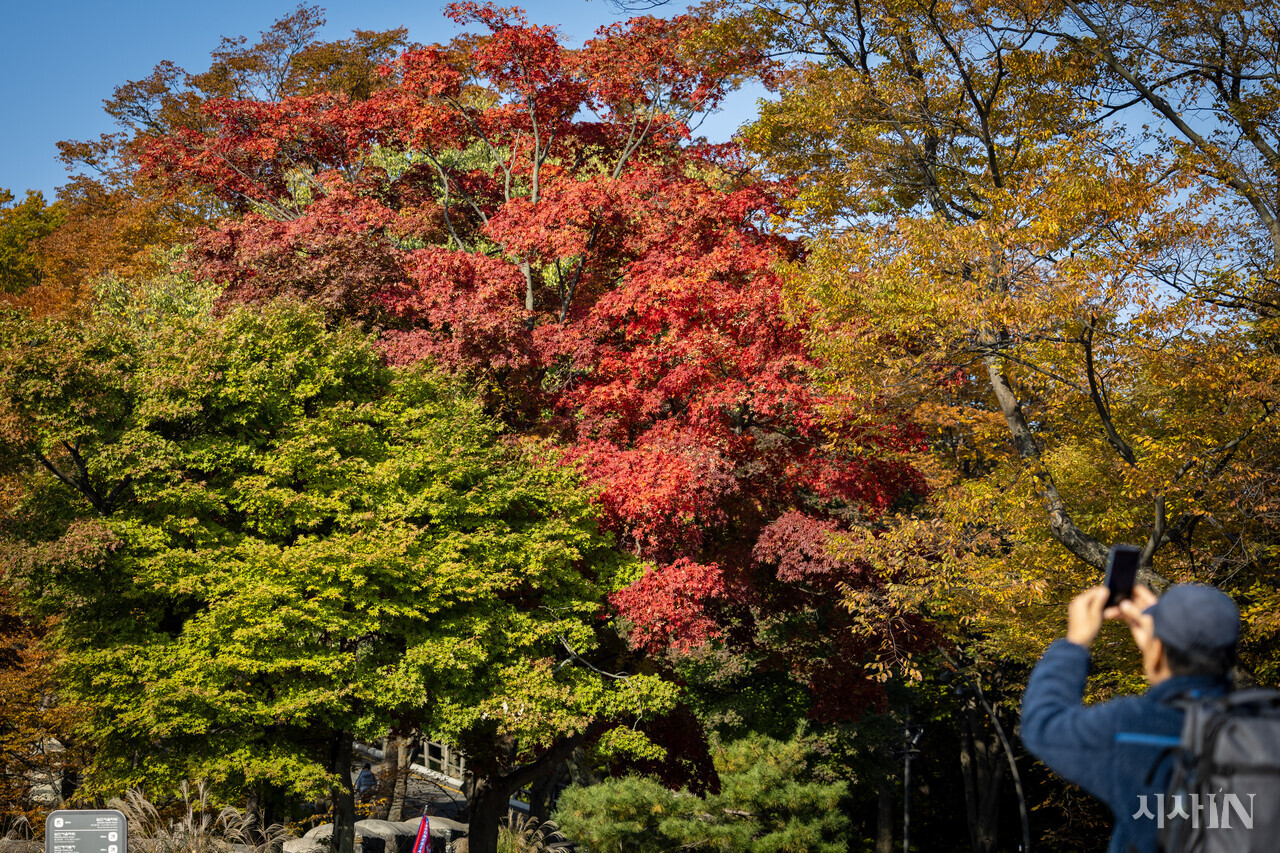11월5일 서울 중구 남산공원에서 한 관광객이 미처 다 물들지 못한 단풍나무 앞에서 사진을 찍고 있다. ⓒ시사IN 박미소