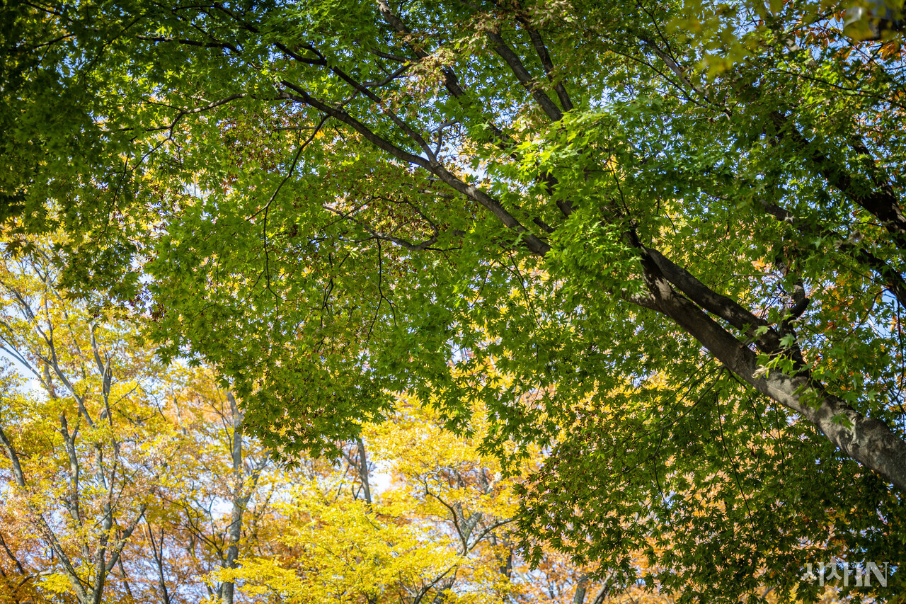 서울 중구 남산공원에 초록빛으로 남은 단풍나무 잎들. ⓒ시사IN 박미소