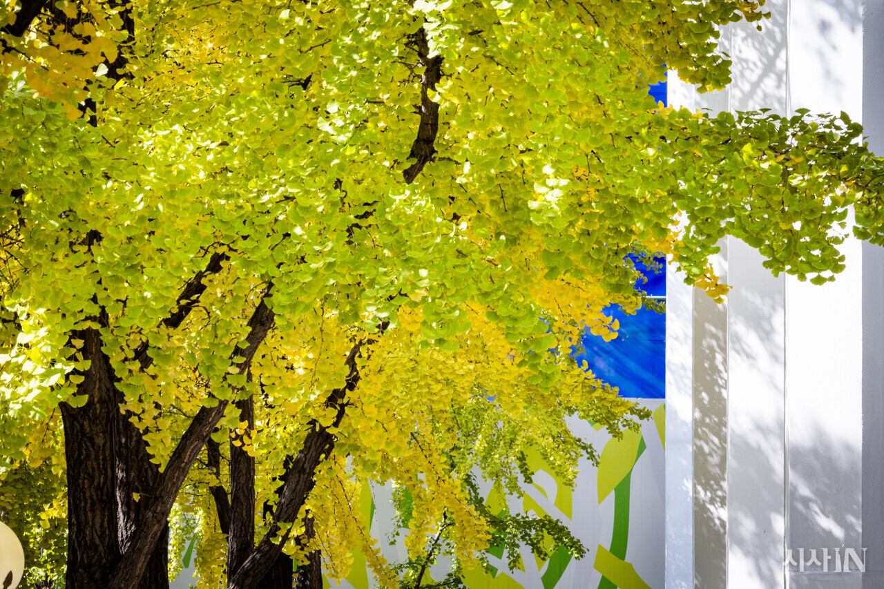 푸른빛과 노란빛이 공존하는 은행나무 잎. ⓒ시사IN 박미소
