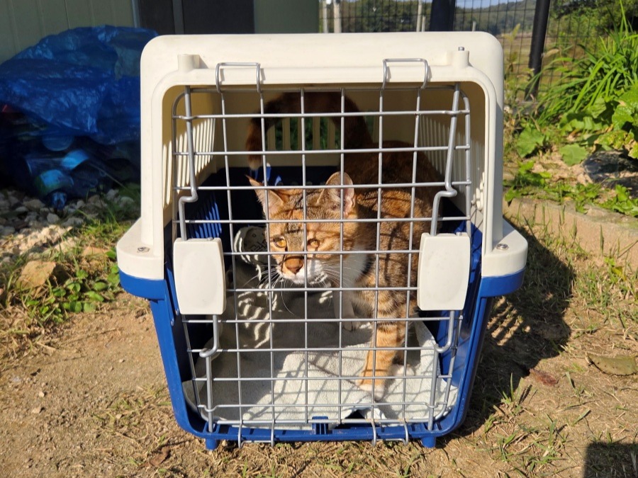 ENFP 고양이의 수술 회복기 [임보 일기] - 뉴스 썸네일 이미지