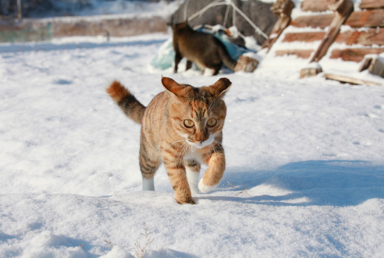 싸락싸락 소복소복, 묘생 첫 겨울 [임보 일기] - 뉴스 썸네일 이미지