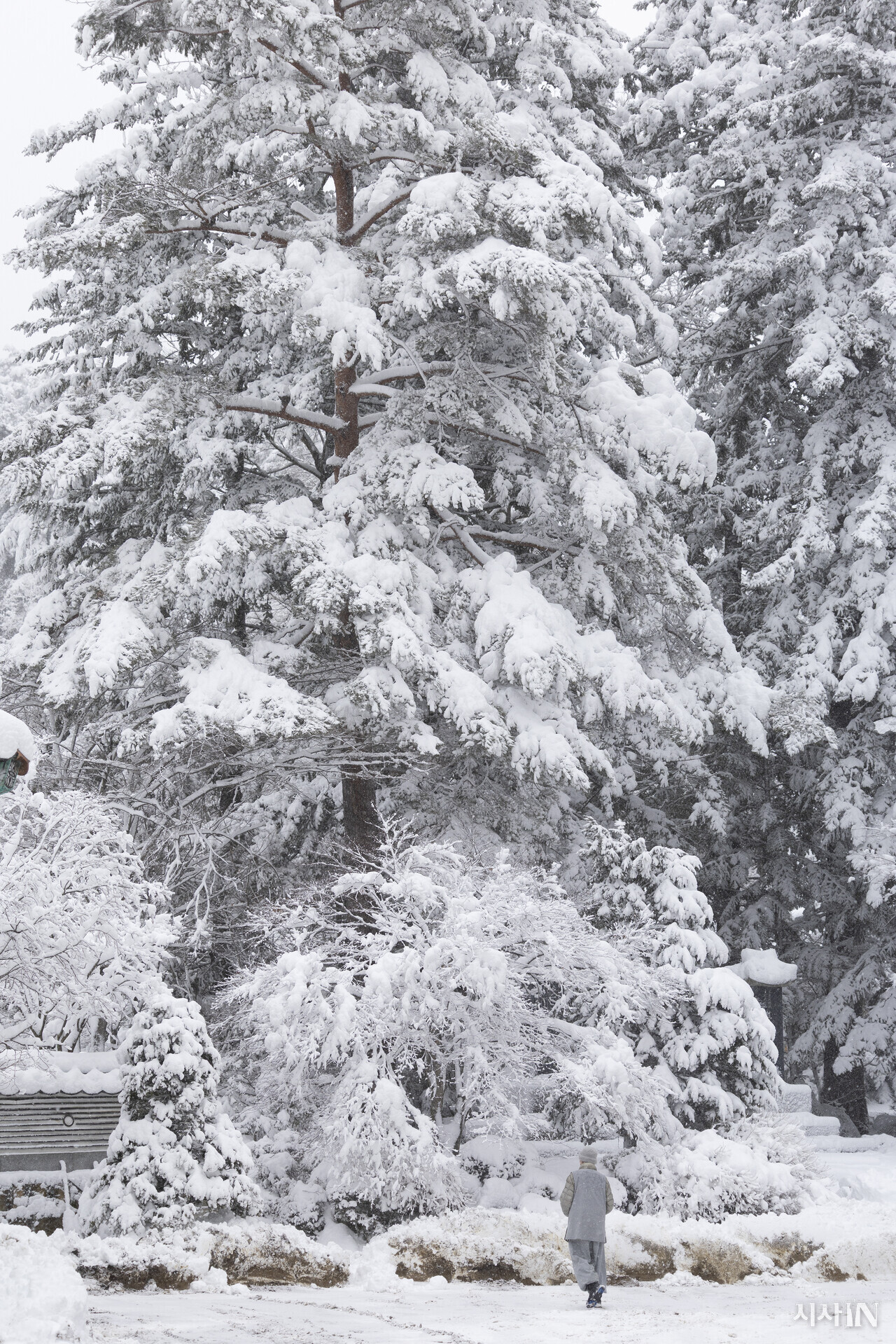 전나무 숲으로 들어가는 스님의 모습. ⓒ시사IN 이명익
