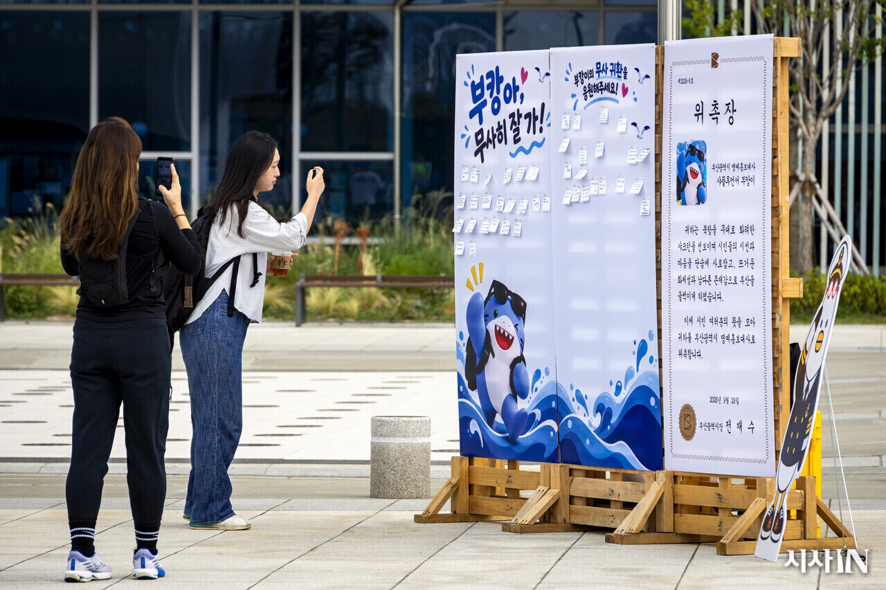 부산 앞바다 따뜻하게 채웠던 상어 친구 '부캉이', 지금은 어디서 헤엄칠까?